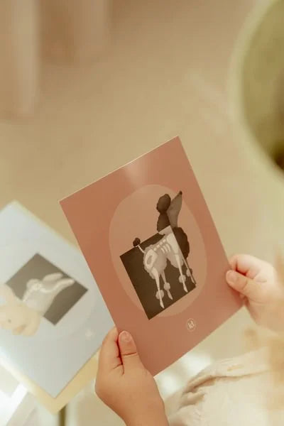 Clínica Veterinária, Little Dutch